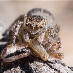 Maratus proszynskii at Booth, ACT - 13 Oct 2024 10:00 AM