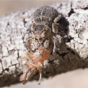 Maratus proszynskii at Booth, ACT - 13 Oct 2024 10:00 AM