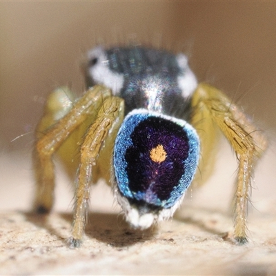 Maratus hesperus (Venus Peacock Spider) at Rendezvous Creek, ACT - 13 Oct 2024 by patrickcox