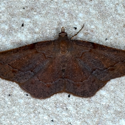 Urostola magica (A Geometer moth (Ennominae)) at Bulli, NSW - 6 Oct 2024 by jb2602