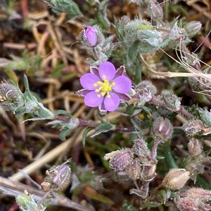 Spergularia rubra at Strathnairn, ACT - 14 Oct 2024