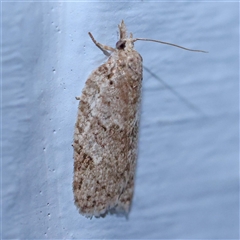 Isotenes miserana (Orange Fruit Borer) at Turner, ACT - 11 Oct 2024 by ConBoekel