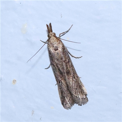 Faveria tritalis (Couchgrass Webworm) at Turner, ACT - 12 Oct 2024 by ConBoekel