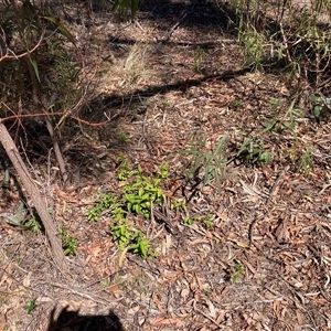 Ligustrum lucidum at Hackett, ACT - 13 Oct 2024