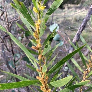 Acacia longifolia subsp. longifolia at Hackett, ACT - 13 Oct 2024 05:57 PM