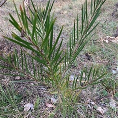 Acacia floribunda (White Sally Wattle, Gossamer Wattle) at Hackett, ACT - 13 Oct 2024 by waltraud