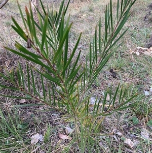 Acacia floribunda at Hackett, ACT - 13 Oct 2024 05:57 PM