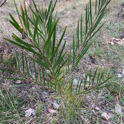 Acacia floribunda (White Sally Wattle, Gossamer Wattle) at Hackett, ACT - 13 Oct 2024 by waltraud