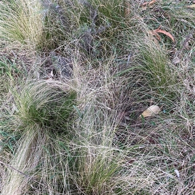 Nassella trichotoma (Serrated Tussock) at Hackett, ACT - 13 Oct 2024 by waltraud