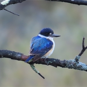 Todiramphus macleayii at Kambah, ACT - 14 Oct 2024