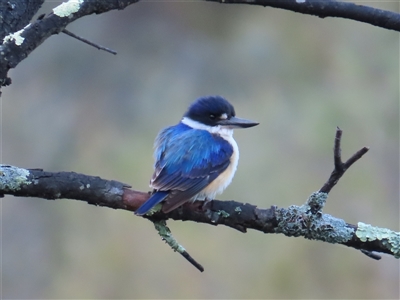 Todiramphus macleayii (Forest Kingfisher) at Kambah, ACT - 14 Oct 2024 by BenW