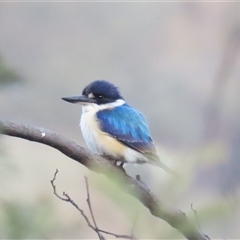 Todiramphus macleayii at Kambah, ACT - 14 Oct 2024