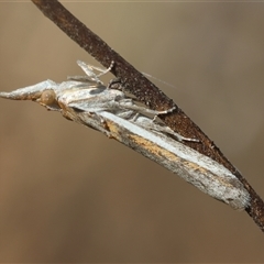 Etiella behrii (Lucerne Seed Web Moth) at Hughes, ACT - 11 Oct 2024 by LisaH