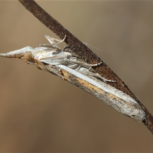 Etiella behrii at Hughes, ACT - 11 Oct 2024 02:42 PM