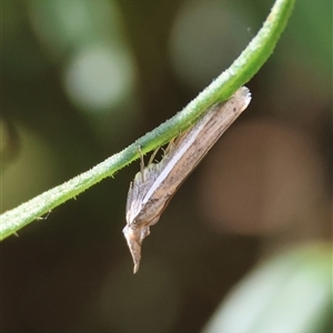 Etiella behrii at Hughes, ACT - 11 Oct 2024 02:42 PM