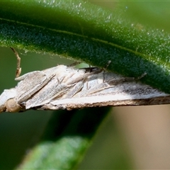 Etiella behrii at Hughes, ACT - 11 Oct 2024 02:42 PM