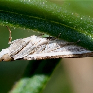 Etiella behrii at Hughes, ACT - 11 Oct 2024 02:42 PM