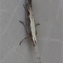 Plutella xylostella (Diamondback Moth) at Hughes, ACT - 11 Oct 2024 by LisaH