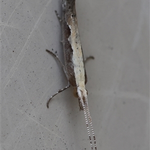 Plutella xylostella at Hughes, ACT - 11 Oct 2024 02:53 PM