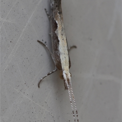 Plutella xylostella (Diamondback Moth) at Hughes, ACT - 11 Oct 2024 by LisaH