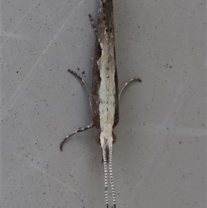 Plutella xylostella at Hughes, ACT - 11 Oct 2024 02:53 PM