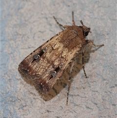 Agrotis infusa (Bogong Moth, Common Cutworm) at Hughes, ACT - 14 Oct 2024 by LisaH