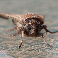 Agrotis infusa at Hughes, ACT - 14 Oct 2024