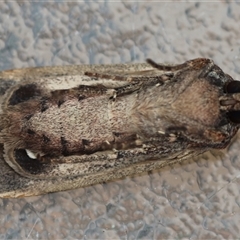 Agrotis infusa at Hughes, ACT - 14 Oct 2024