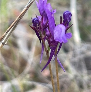 Linaria pelisseriana at Bonner, ACT - 13 Oct 2024