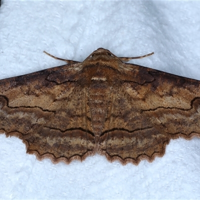 Undescribed species Boarmiini tribe (A Geometer moth (Ennominae)) at Bulli, NSW - 6 Oct 2024 by jb2602