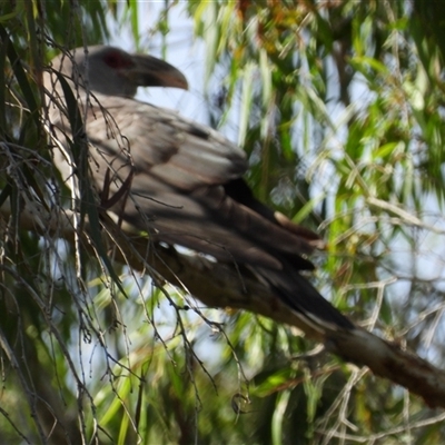 Scythrops novaehollandiae (Channel-billed Cuckoo) at Mount Stuart, QLD - 13 Oct 2024 by TerryS