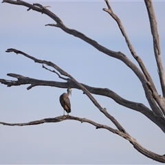 Egretta novaehollandiae (White-faced Heron) at Throsby, ACT - 13 Oct 2024 by JimL