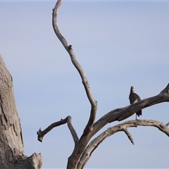 Egretta novaehollandiae at Throsby, ACT - 13 Oct 2024