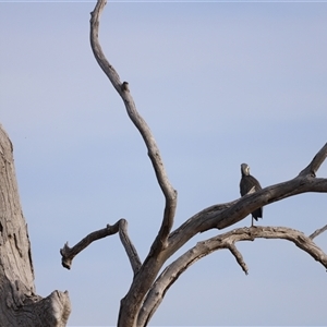 Egretta novaehollandiae at Throsby, ACT - 13 Oct 2024