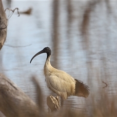 Threskiornis molucca (Australian White Ibis) at Throsby, ACT - 13 Oct 2024 by JimL