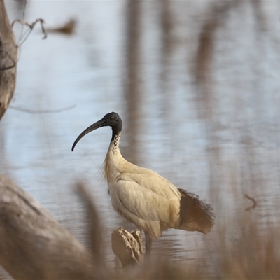 Threskiornis molucca (Australian White Ibis) at Throsby, ACT - 13 Oct 2024 by JimL