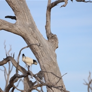 Threskiornis molucca at Throsby, ACT - 13 Oct 2024