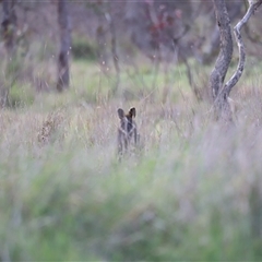 Wallabia bicolor (Swamp Wallaby) at Throsby, ACT - 13 Oct 2024 by JimL