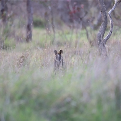 Wallabia bicolor (Swamp Wallaby) at Throsby, ACT - 13 Oct 2024 by JimL