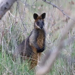 Wallabia bicolor at Throsby, ACT - 13 Oct 2024 05:39 PM