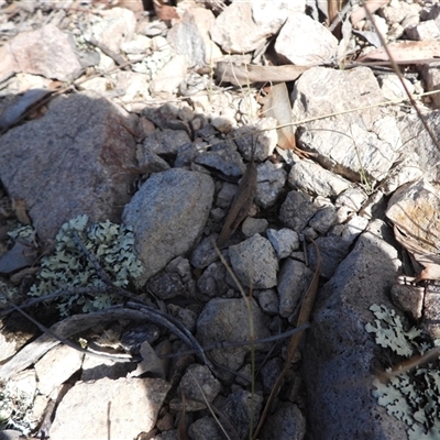 Goniaea opomaloides (Mimetic Gumleaf Grasshopper) at Conder, ACT - 13 Oct 2024 by DavidDedenczuk