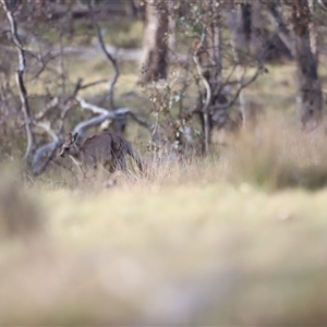 Macropus giganteus at Throsby, ACT - 13 Oct 2024 05:53 PM