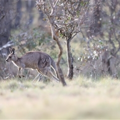 Macropus giganteus at Throsby, ACT - 13 Oct 2024 05:53 PM