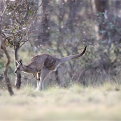 Macropus giganteus at Throsby, ACT - 13 Oct 2024 05:53 PM