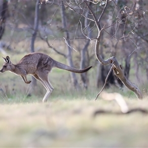 Macropus giganteus at Throsby, ACT - 13 Oct 2024 05:53 PM