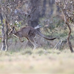 Macropus giganteus at Throsby, ACT - 13 Oct 2024 05:53 PM