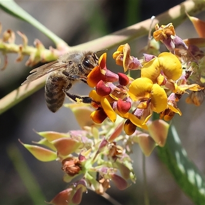 Apis mellifera (European honey bee) at Bandiana, VIC - 13 Oct 2024 by KylieWaldon