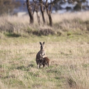 Macropus giganteus at Throsby, ACT - 13 Oct 2024 06:04 PM