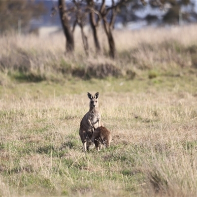 Macropus giganteus (Eastern Grey Kangaroo) at Throsby, ACT - 13 Oct 2024 by JimL