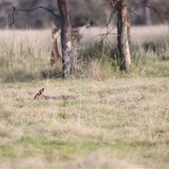 Macropus giganteus at Throsby, ACT - 13 Oct 2024 06:04 PM